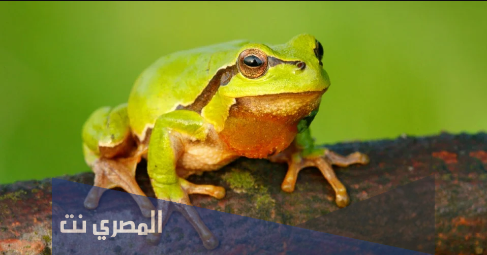 تفسير الاحلام والرؤي الضفادع في المنام بالتفصيل