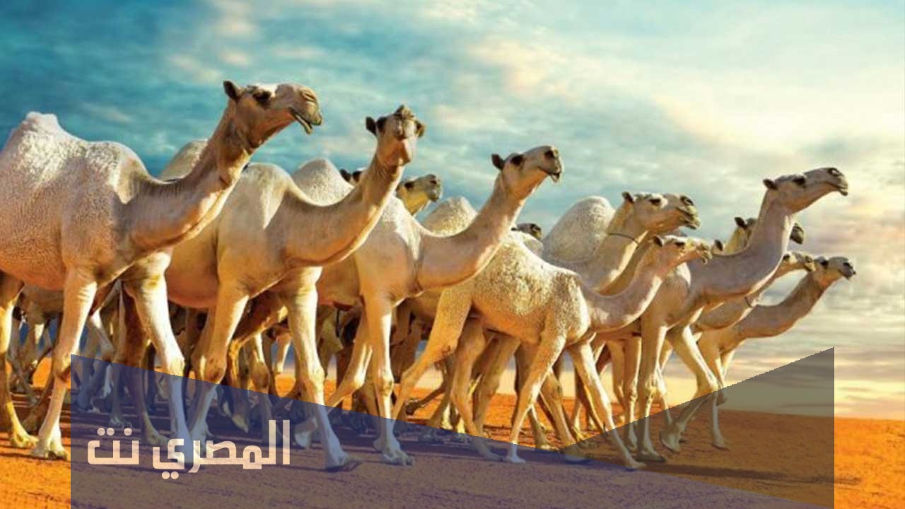اين يقع مهرجان الابل