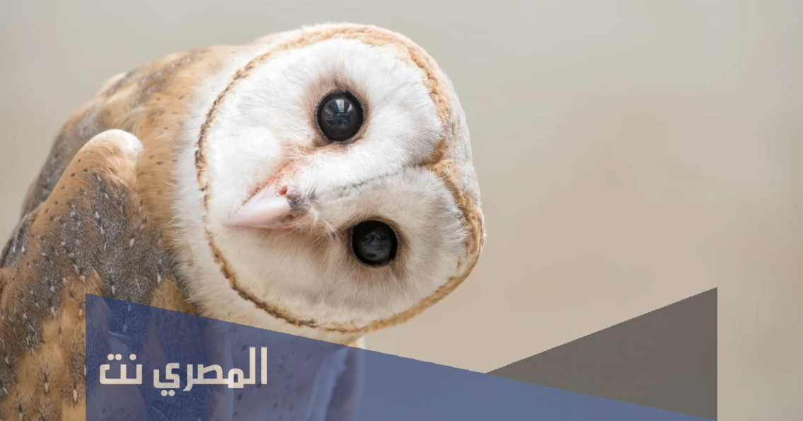 تفسير رؤية البومة في المنام لابن سيرين