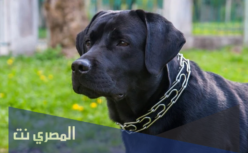 تفسير الاحلام والرؤي الكلب الاسود في المنام