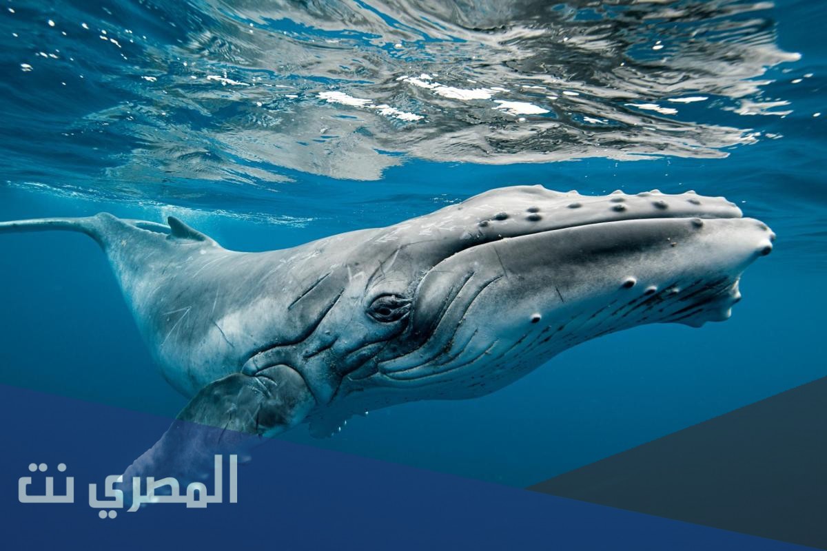 النبي الذي ابتلعه الحوت