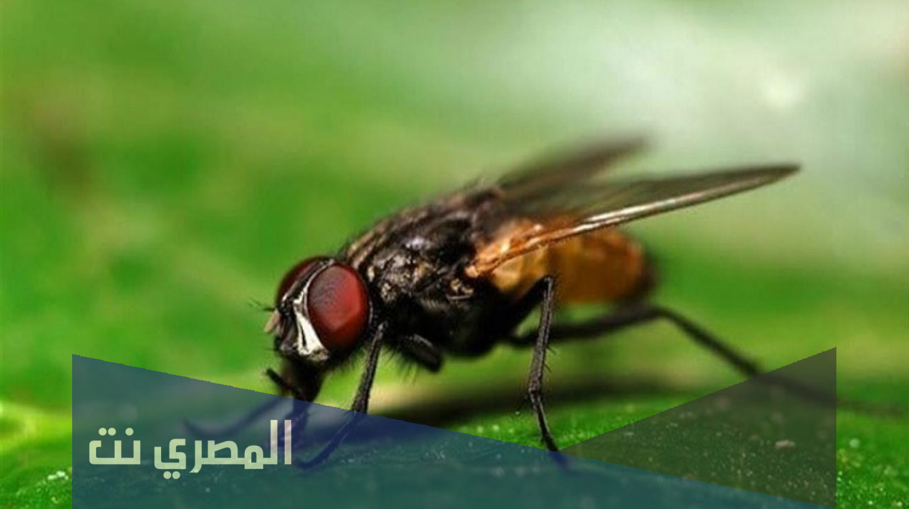 متى يكثر الذباب في اي فصل
