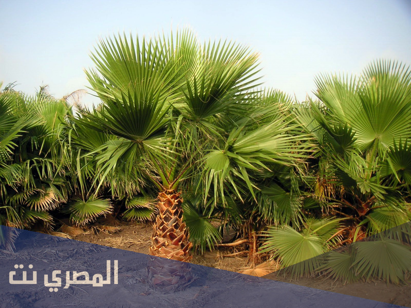 ما هي أول شجرة استقرت في الأرض من 6 حروف