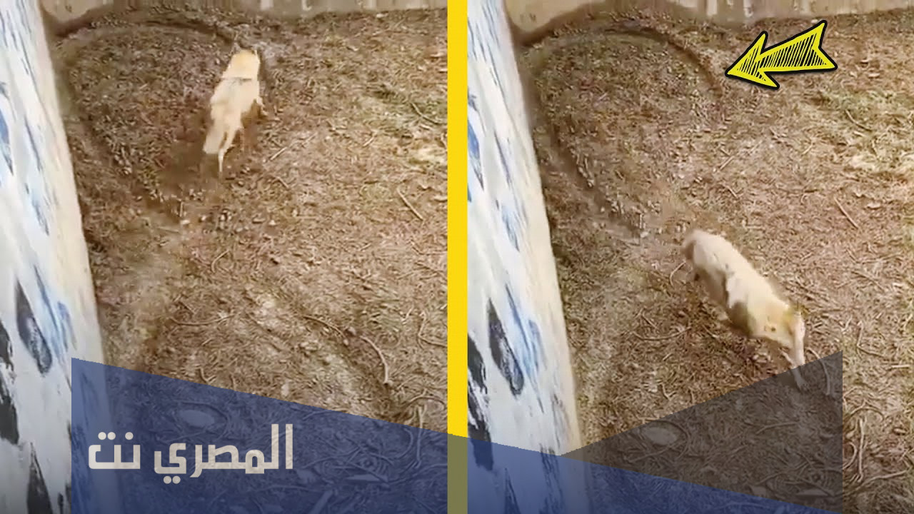 لماذا الذئب يرسم رقم 8