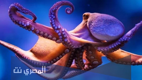 عدد ارجل الاخطبوط