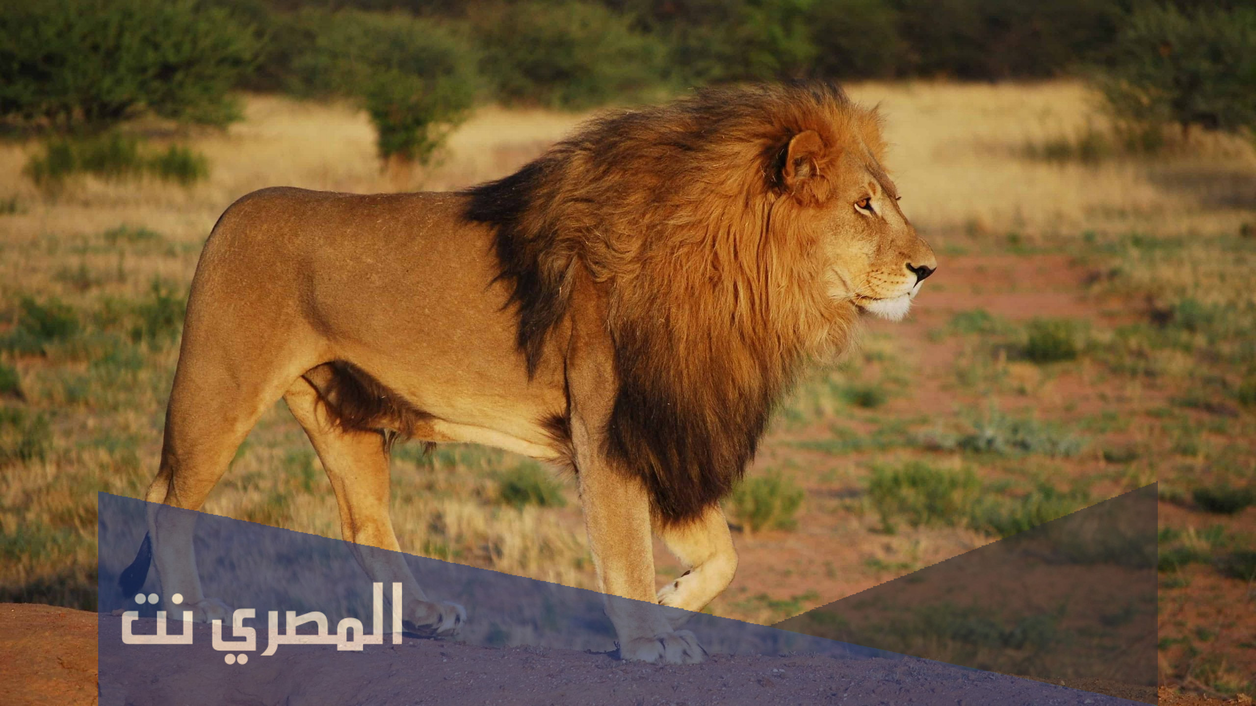 لماذا الاسد ملك الغابة