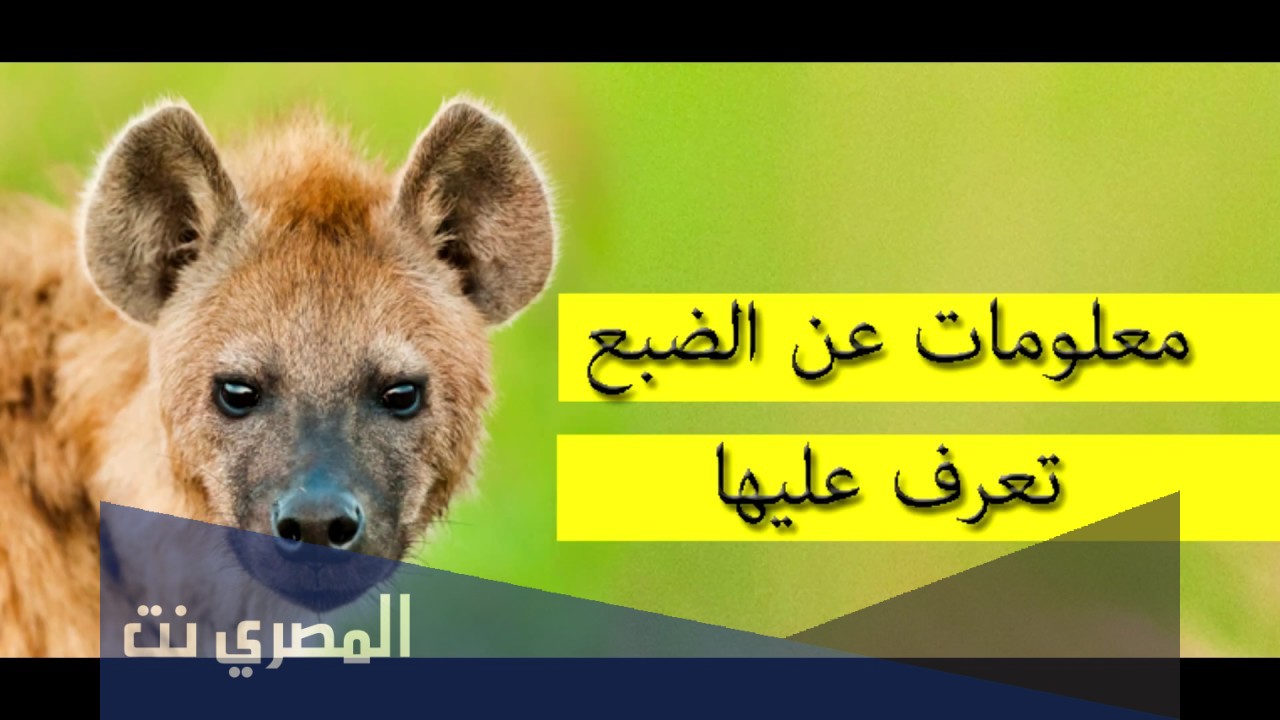 لماذا لا يتم دفن الضبع الا بوجود الشرطة