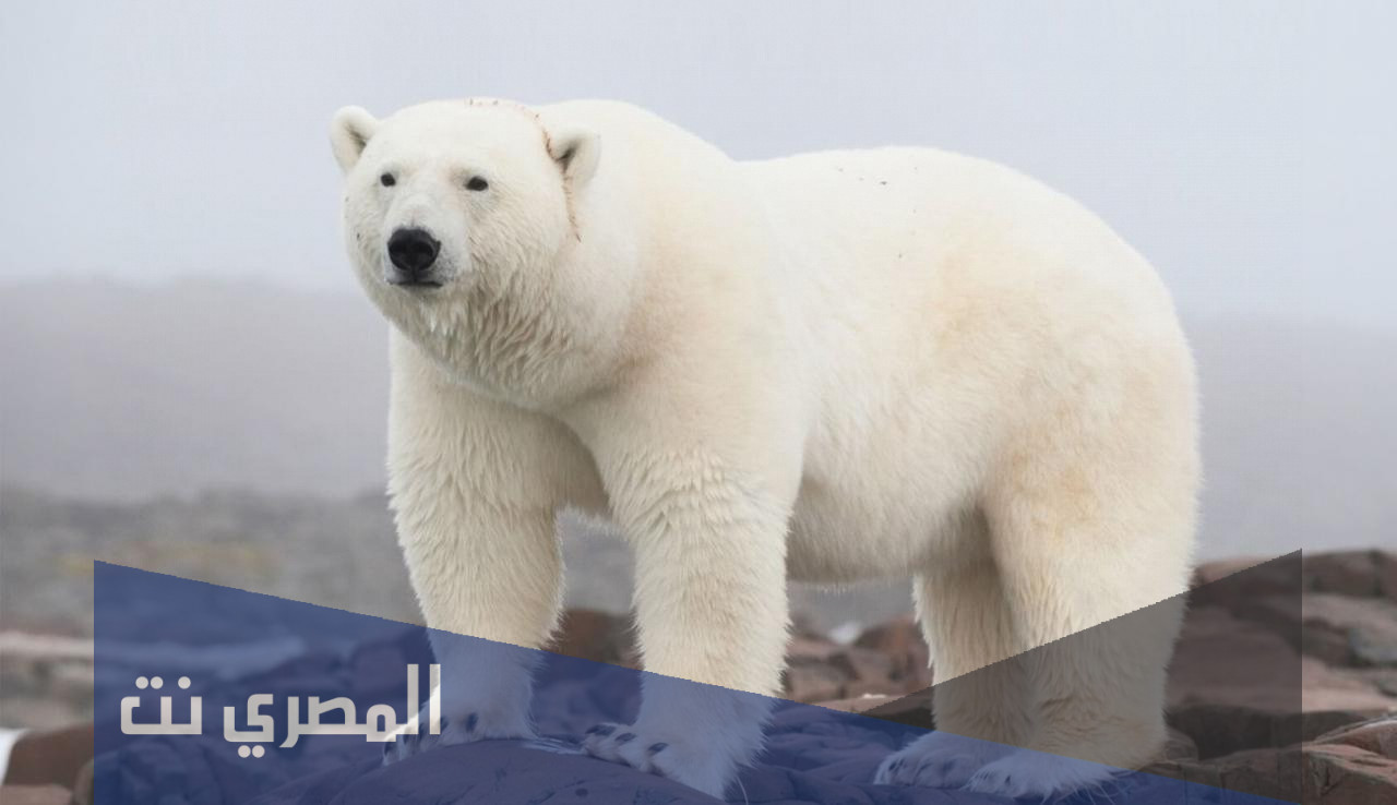 أين يعيش الدب القطبي في القطب الشمالي