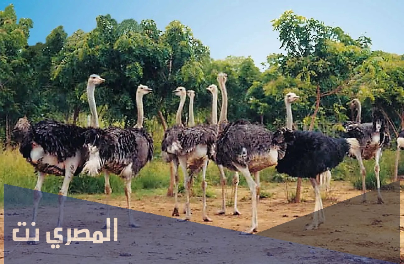 الطيور التي لا تطير