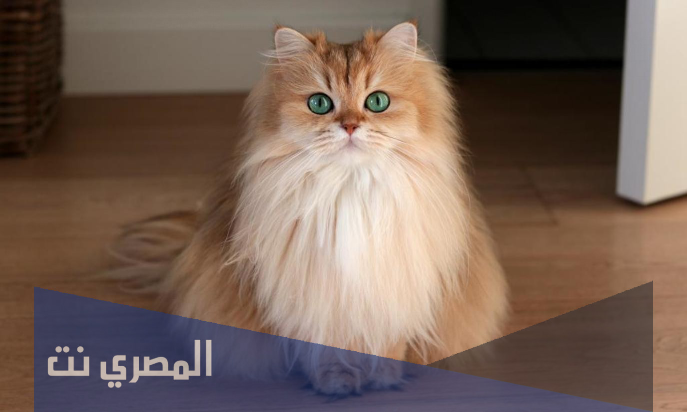 اسماء قطط تركية 2022