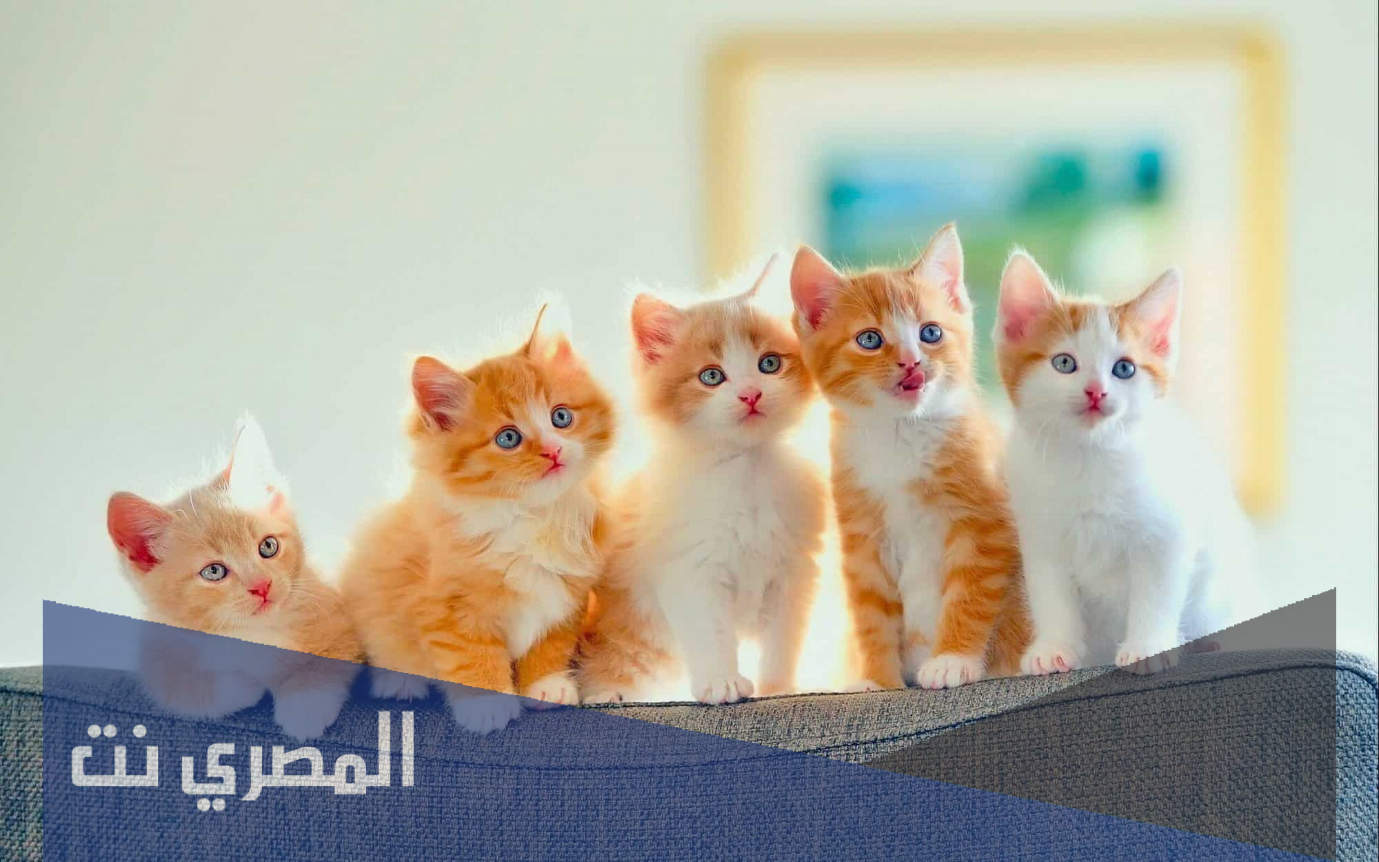 اسماء قطط ذكور اجنبية