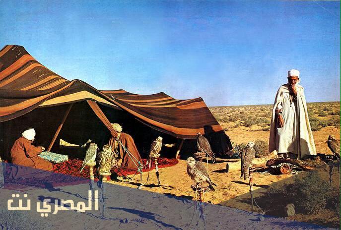 التوم وش يرجع
