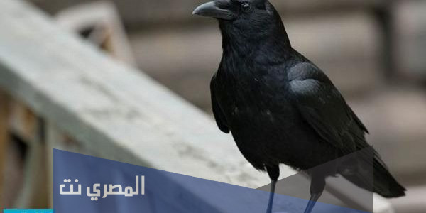 الغراب في المنام وتفسير حلم الغراب بالتفصيل