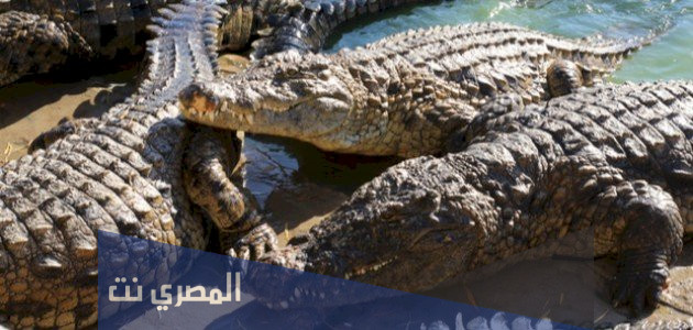 ما هو الفرق بين التمساح والقاطور