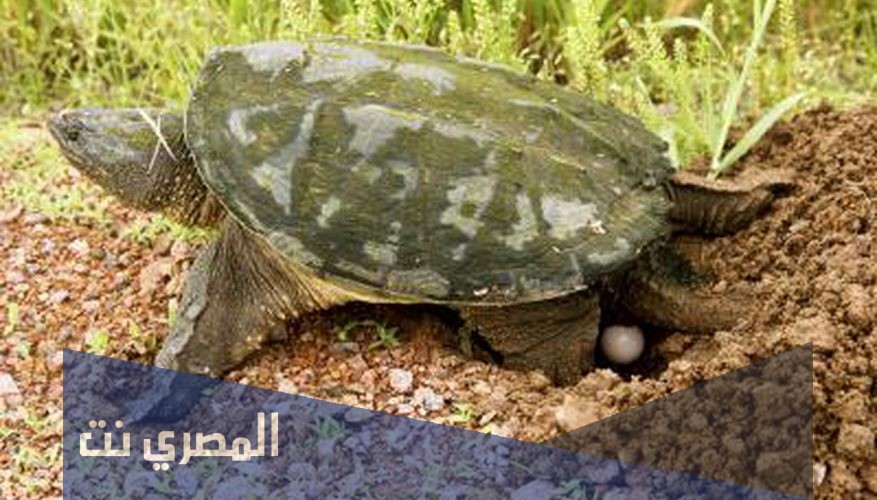 اين تضع السلحفاة بيضها