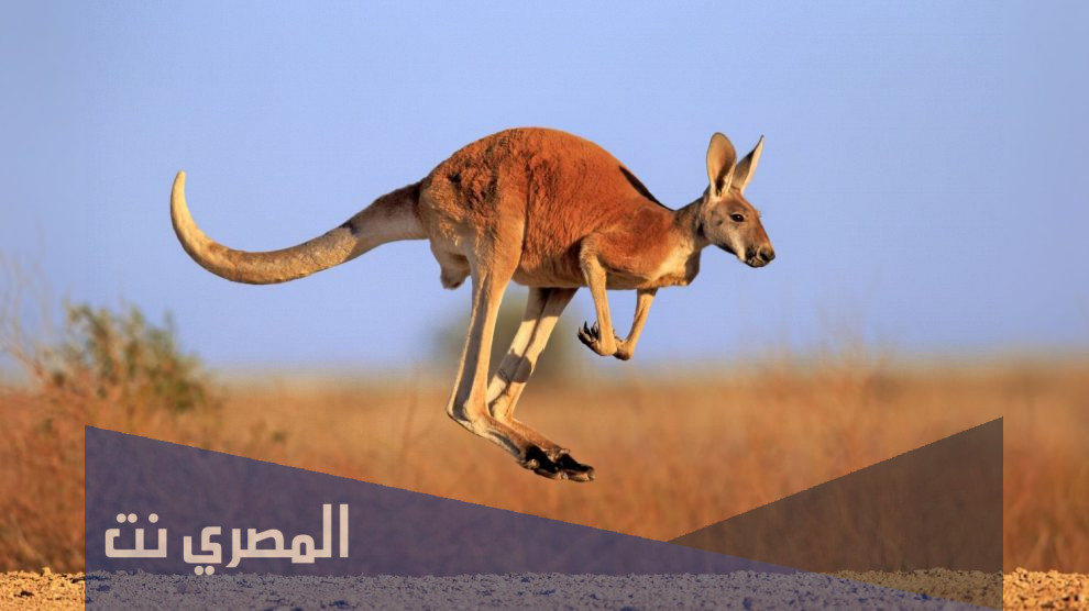 اين يعيش حيوان الكانجرو