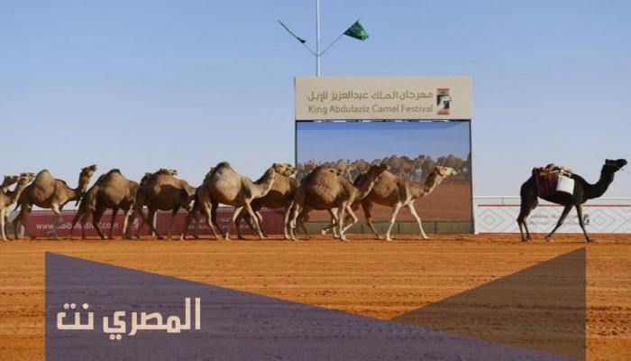 اين يقام مهرجان الابل