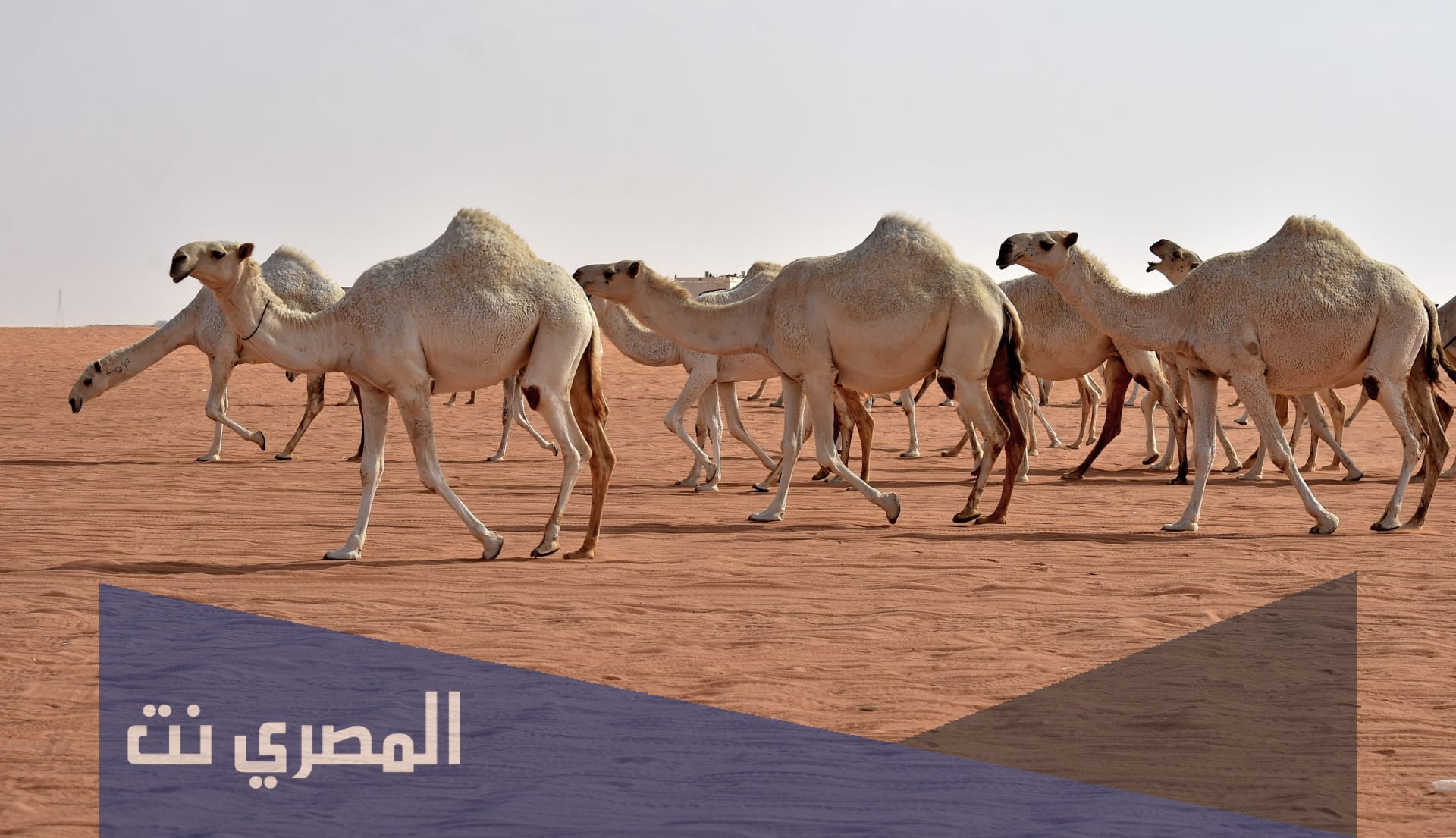 اين يقام مهرجان الملك عبدالعزيز للابل