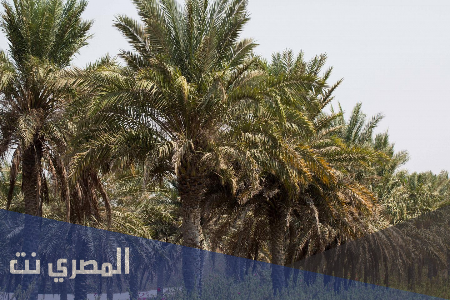 اين يقع اكبر بنك نخيل في العالم