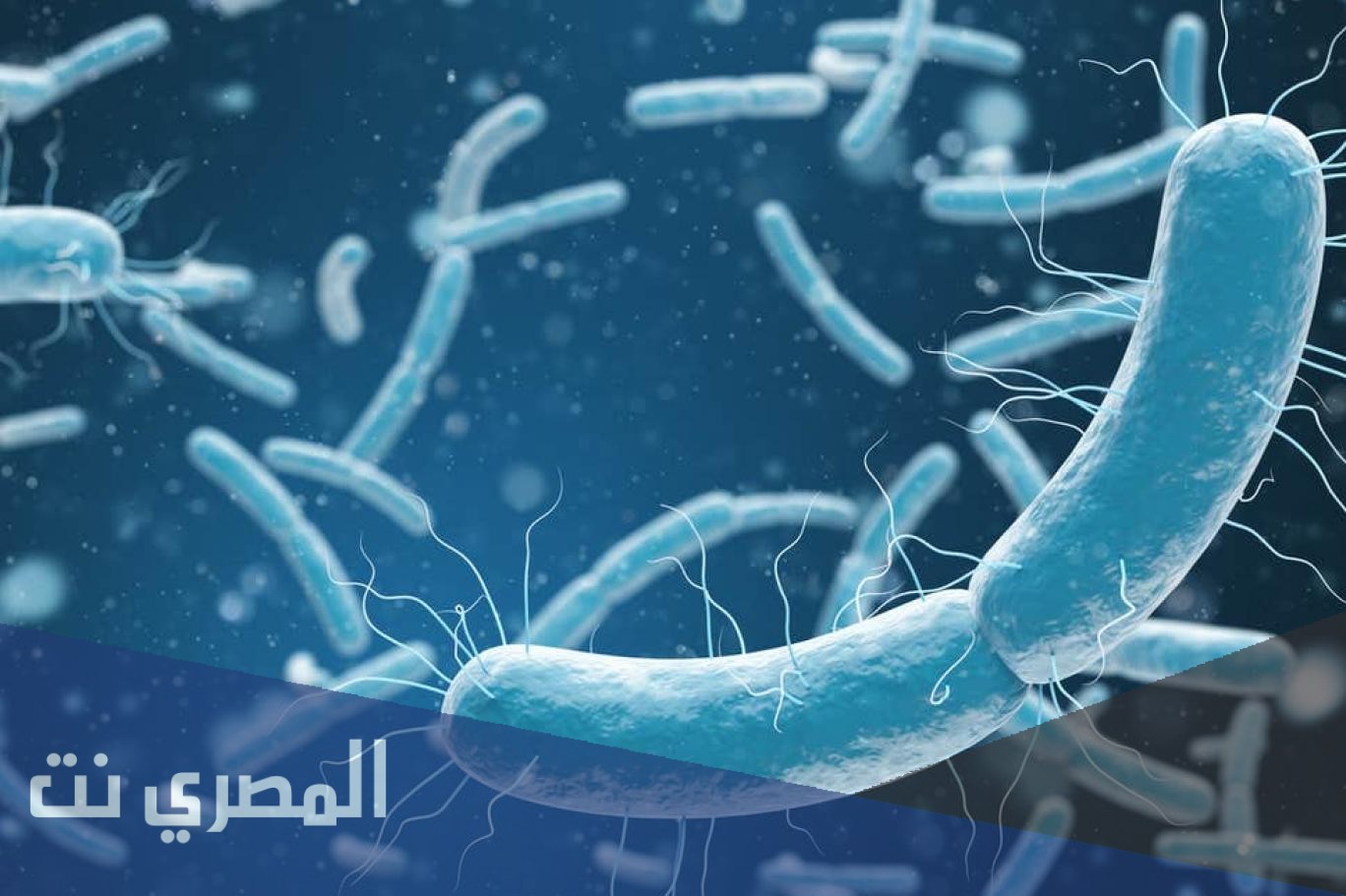 تعيش البدائيات المحبة للحرارة والحموضة في