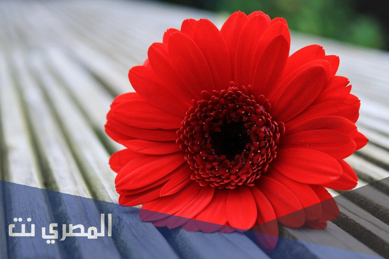 تحميل اغنيه علي عيني احمد كامل دندنها