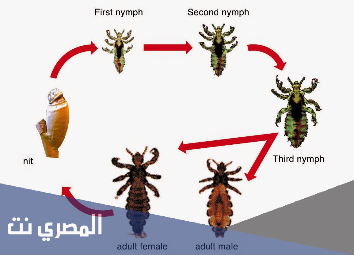عدد مراحل التحول الكامل