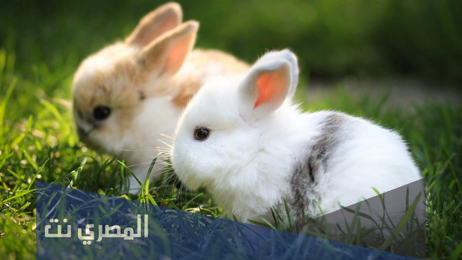 تفسير الاحلام والرؤي الارانب في المنام بالتفصيل