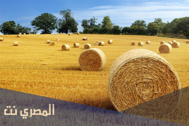 تفسير الاحلام والرؤي التبن في المنام