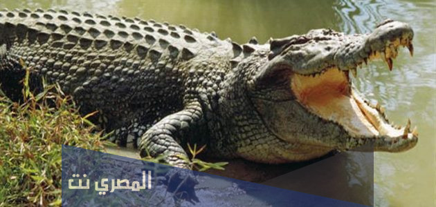 تفسير الاحلام والرؤي التمساح في المنام