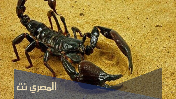 تفسير الاحلام والرؤي العقرب الاسود في المنام