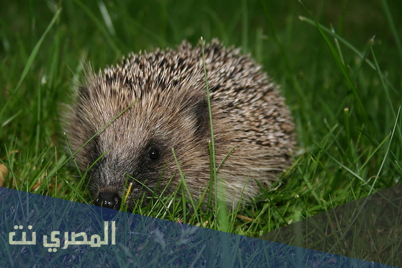 تفسير الاحلام والرؤي القنفذ في المنام
