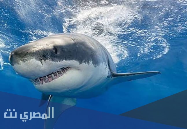 تفسير الاحلام والرؤي سمك القرش في المنام