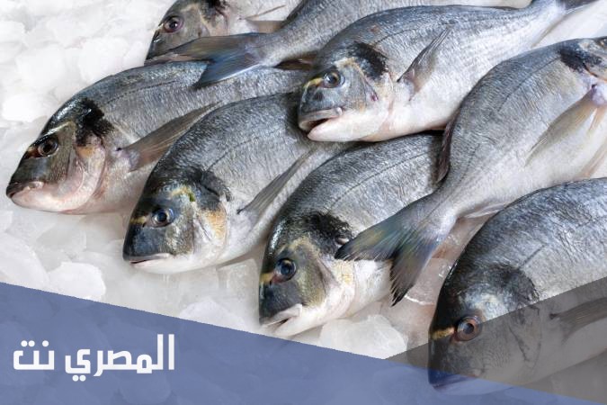 تفسير حلم السمك للامام الصادق بالتفصيل