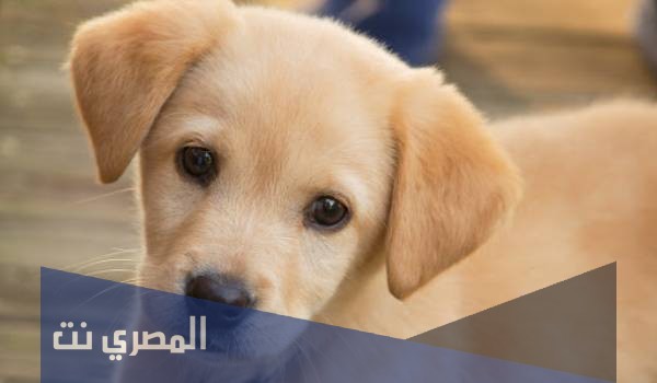 تفسير حلم الكلاب في المنام 2021 ومعنى رؤية الكلاب