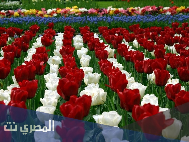 تفسير حلم الورود والزهور في المنام