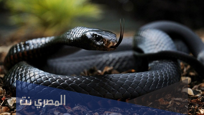 تفسير رؤية الافعى السوداء في المنام