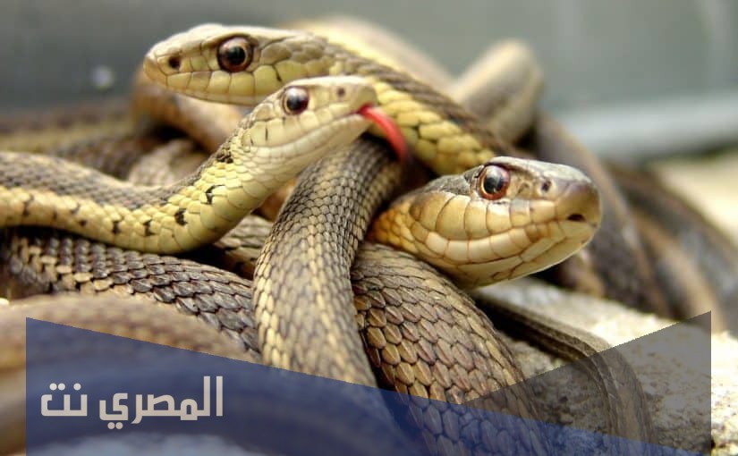 تفسير رؤية الثعبان في الحلم 2021 معنى الثعبان