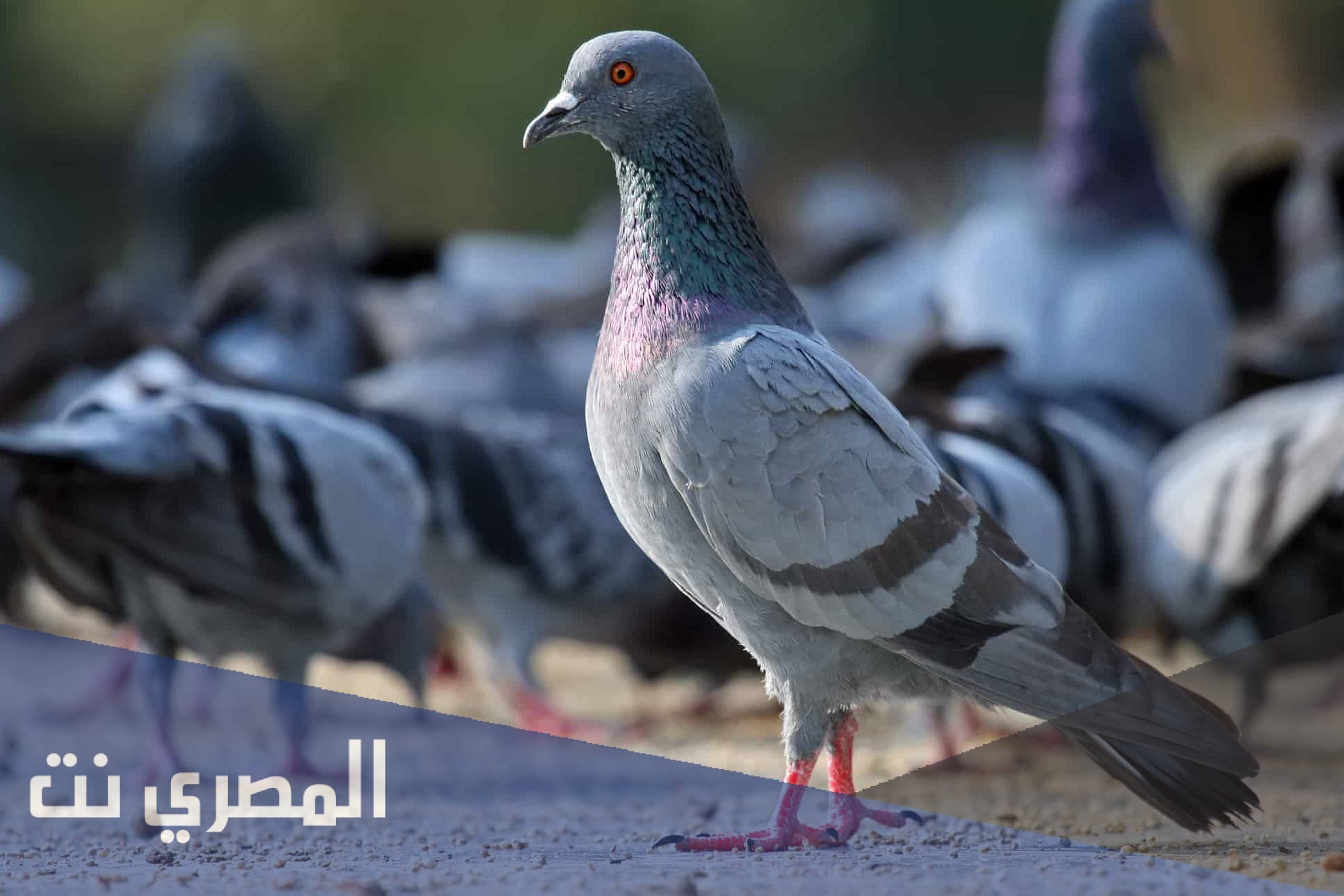 تفسير رؤية الحمام في المنام 2021 معنى الحمام في الحلم