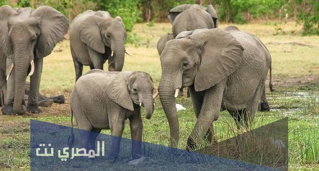 تفسير رؤية الفيل في المنام بالتفصيل