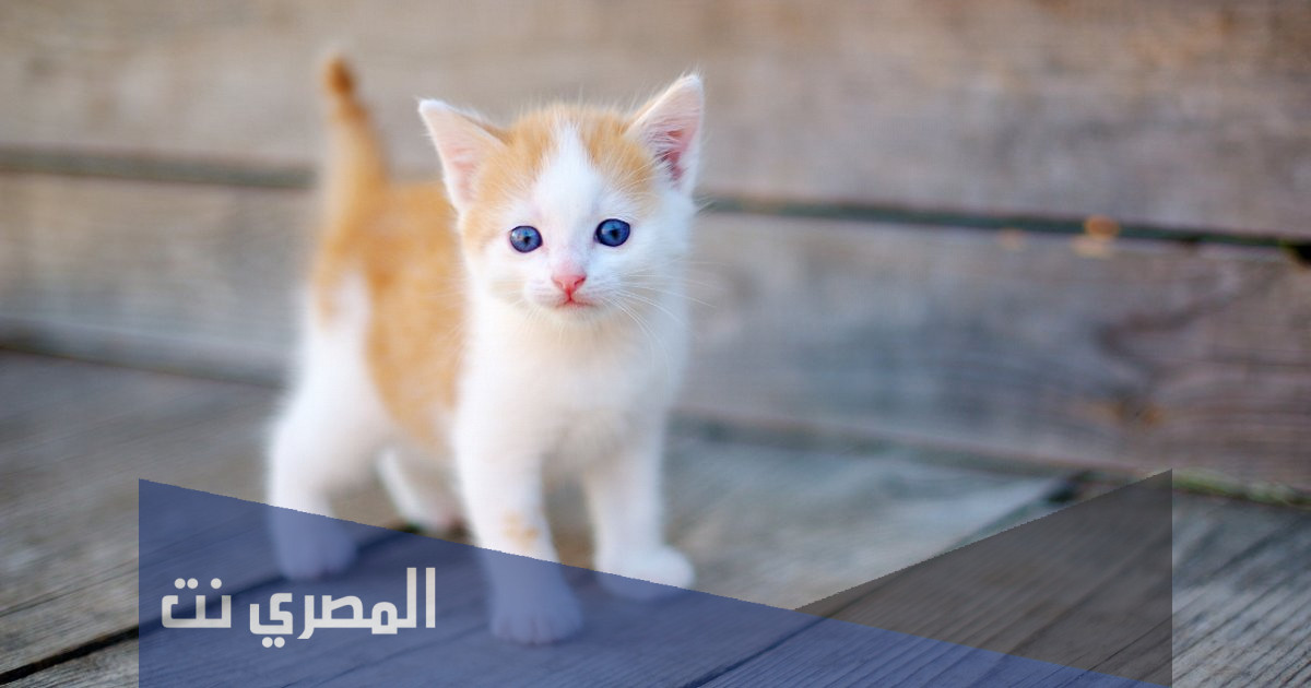 تفسير رؤية القطط في المنام للمتزوجة