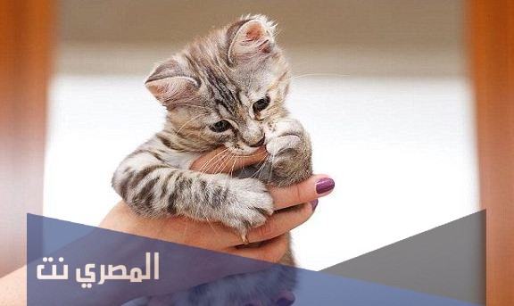 تفسير رؤية عضة القطة في الحلم لابن سيرين