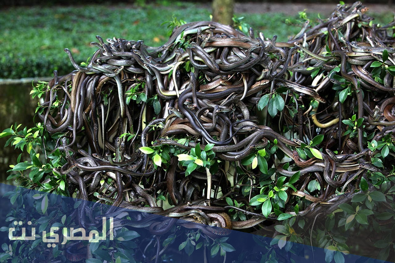 اين تقع جزيرة الافاعي في البرازيل ويكيبيديا