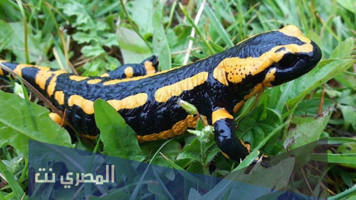 كيف يتنفس السلمندر