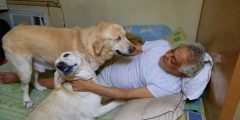 حقيقة صورة الفنان توفيق عبدالحميد مع الكلاب