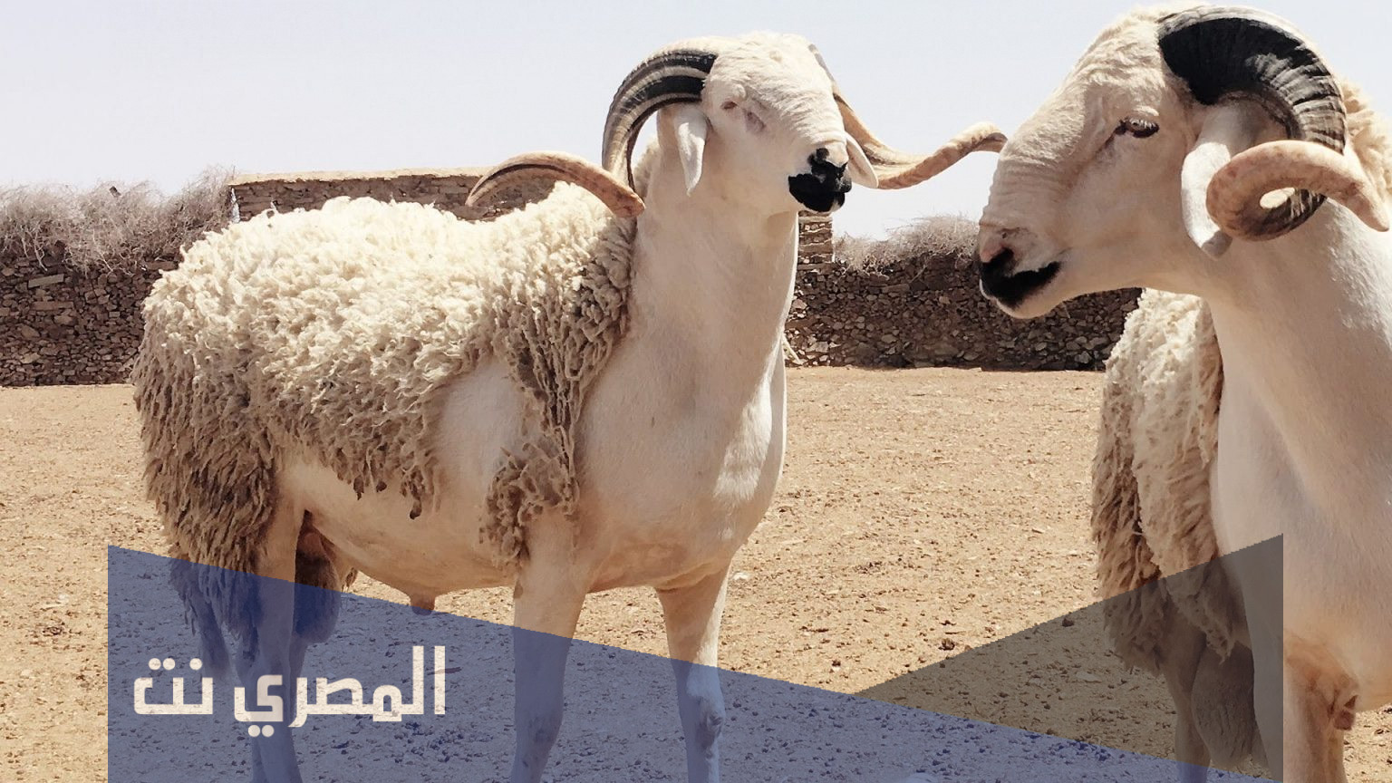تعريف الذكاة هي ذبح الحيوان بقطع