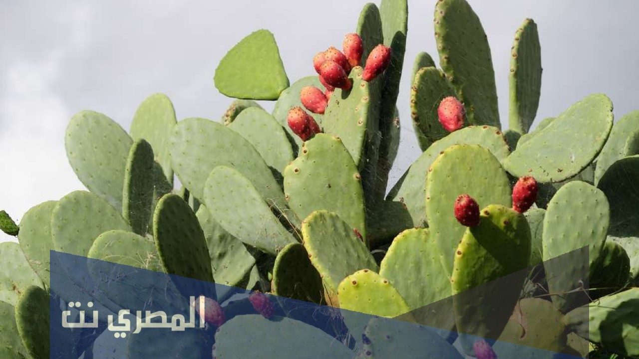 ما هو تفسير رؤية نبات الصبار في المنام