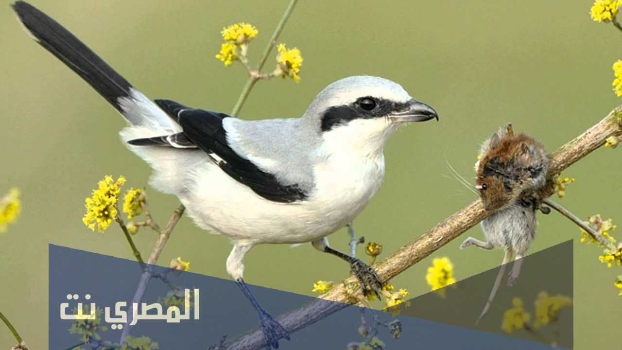 طائر الصرد لماذا حرم قتله