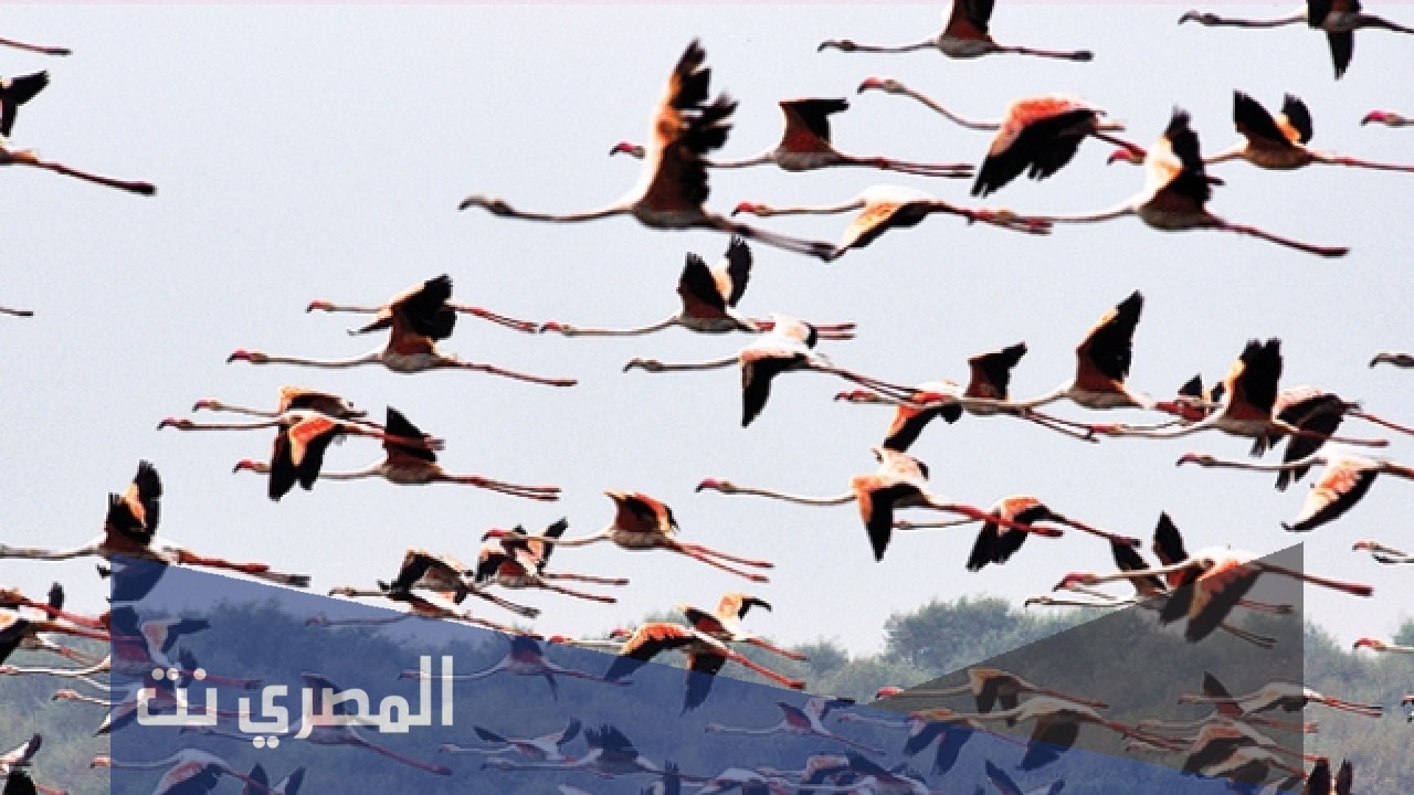لماذا تهاجر بعض الحيوانات