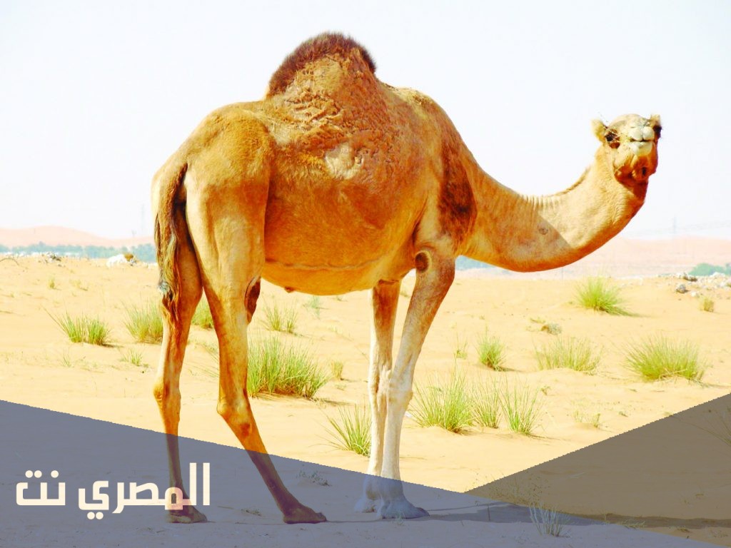 على ماذا تحتوي حدبة الجمل