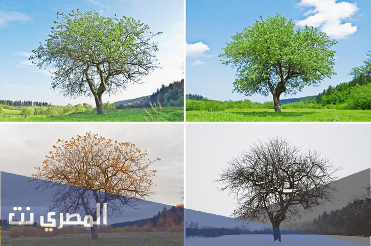 لماذا تنشأ الفصول الأربعة